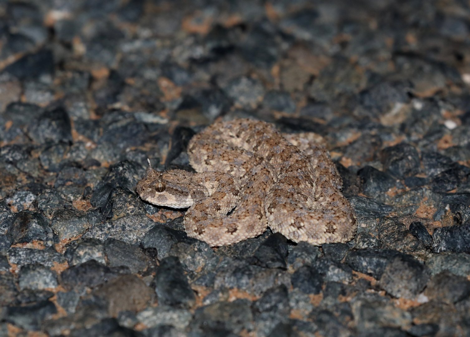 Saharan horned viper (Cerastes cerastes)
