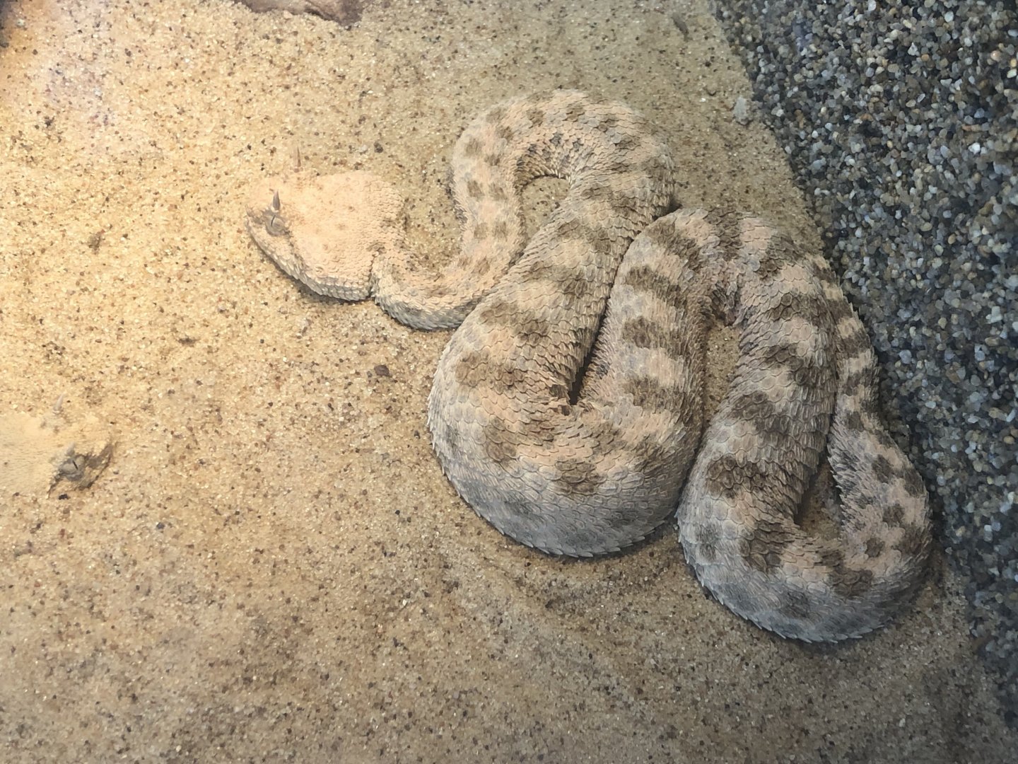 Saharan Horned Viper