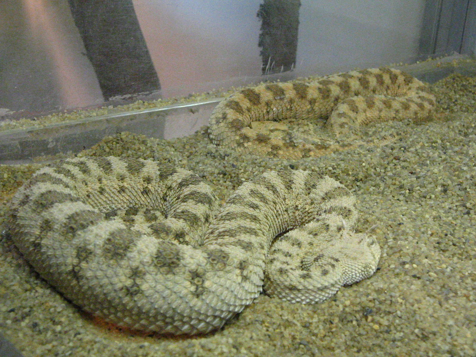 Saharan horned vipers (Cerastes cerastes)