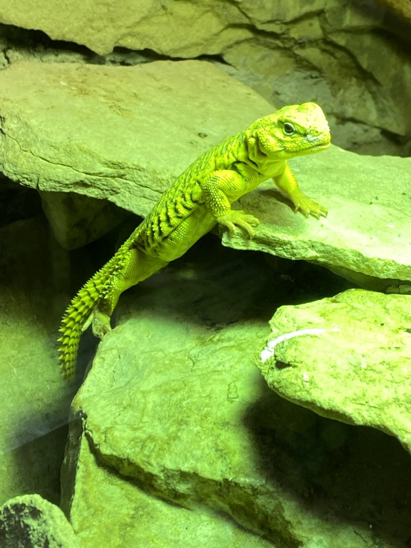 Saharan mastigure 150220