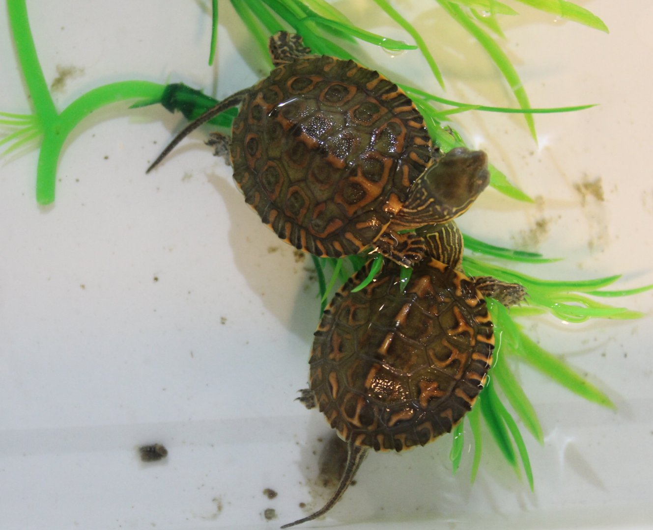 Saharan pond turtles - Mauremys leprosa saharica