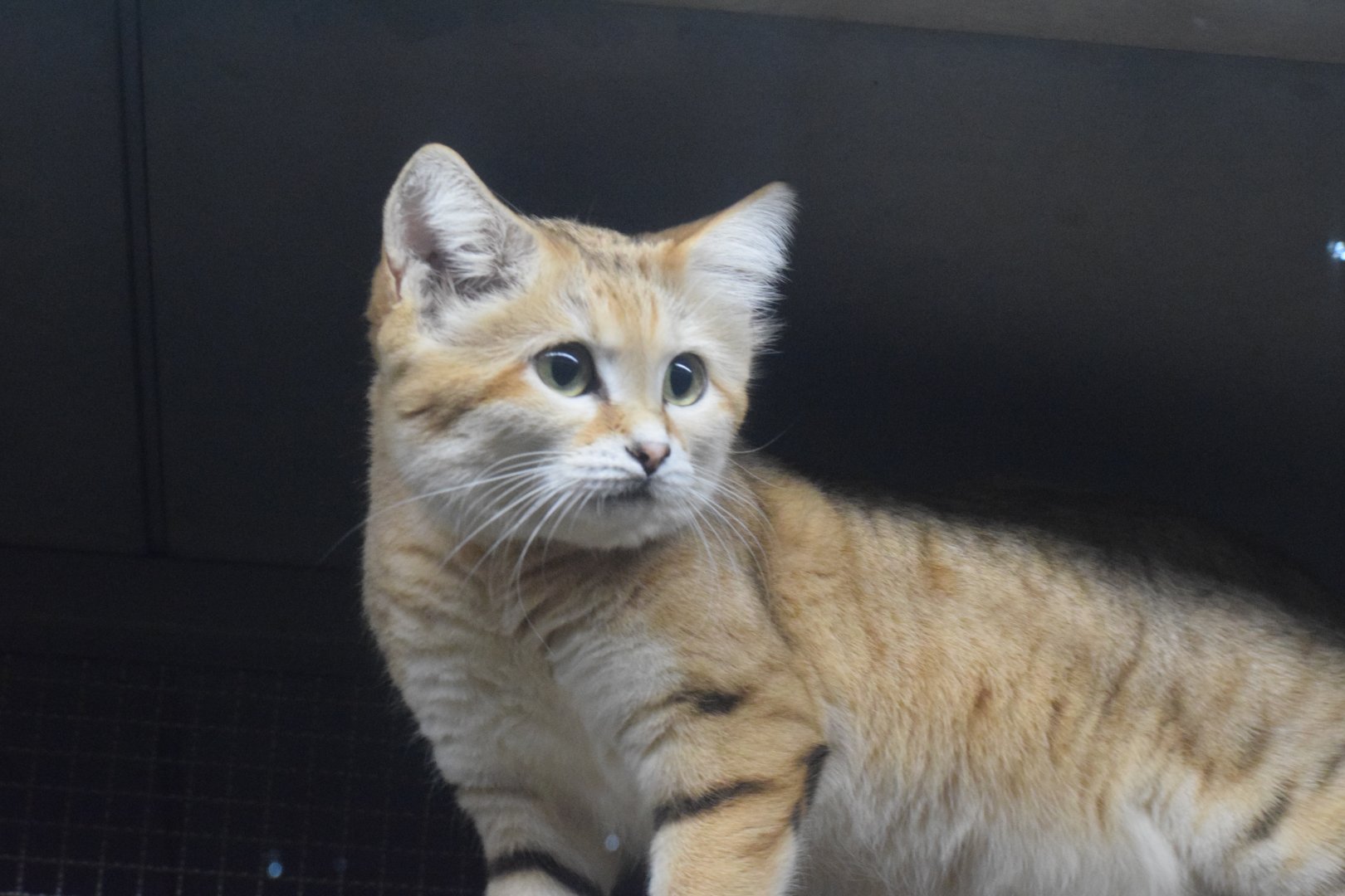 Saharan sand cat
