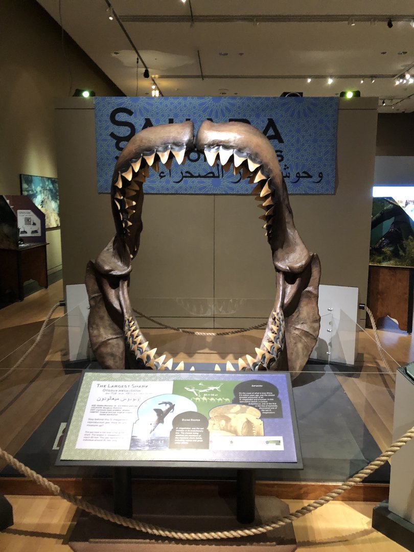 Saharan Sea Monsters