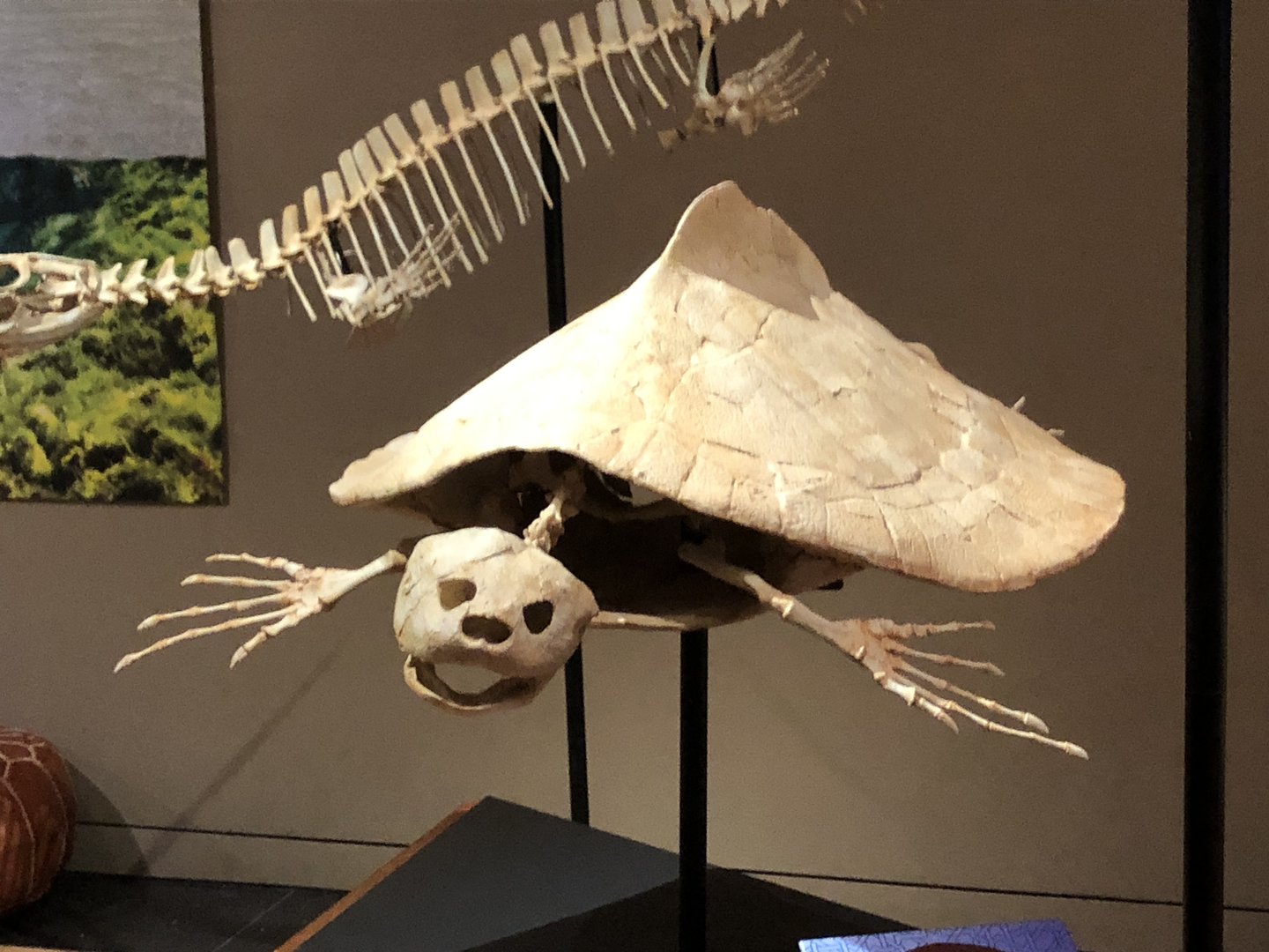 Saharan Sea Monsters