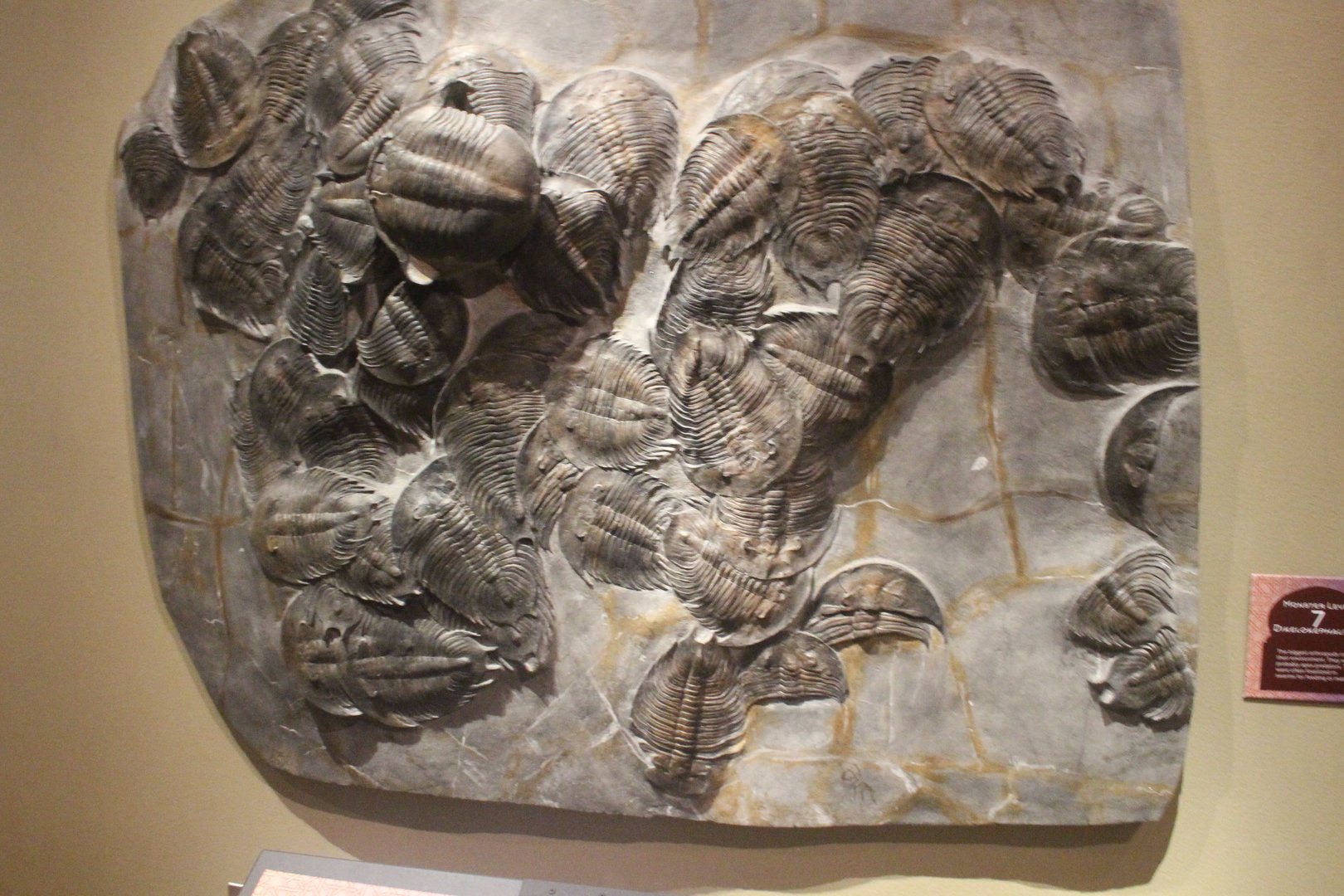 Saharan Sea Monsters