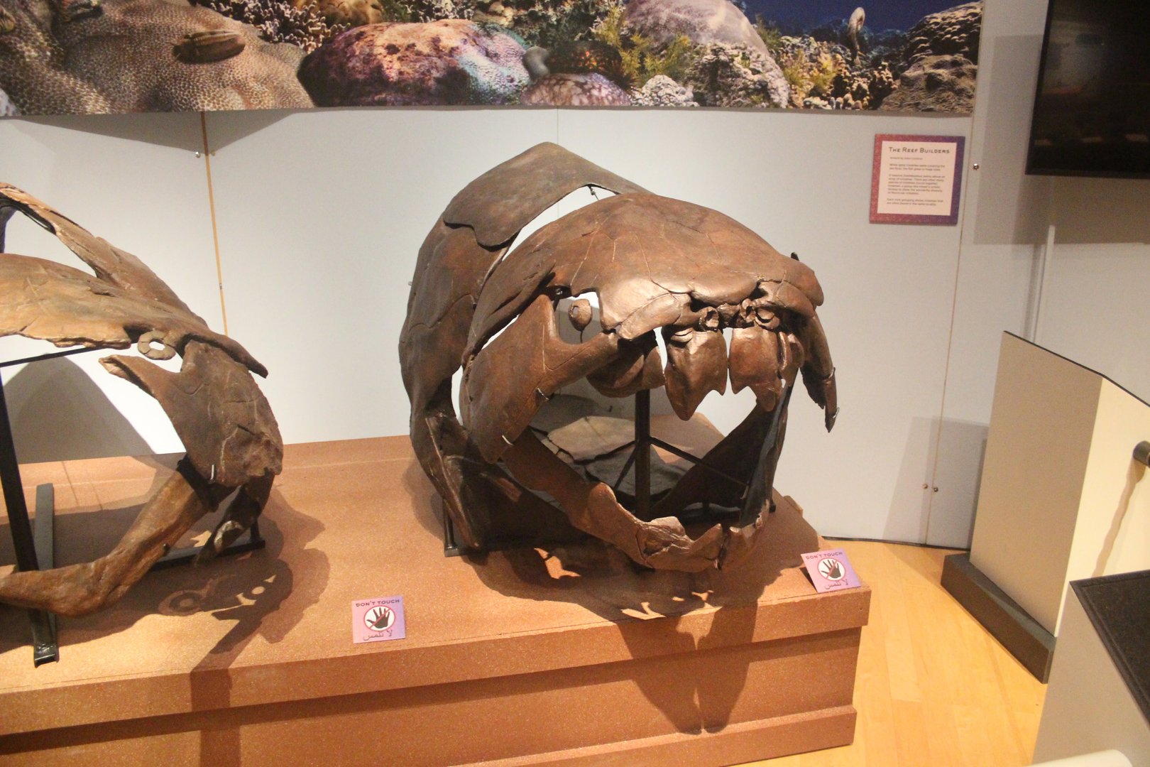 Saharan Sea Monsters