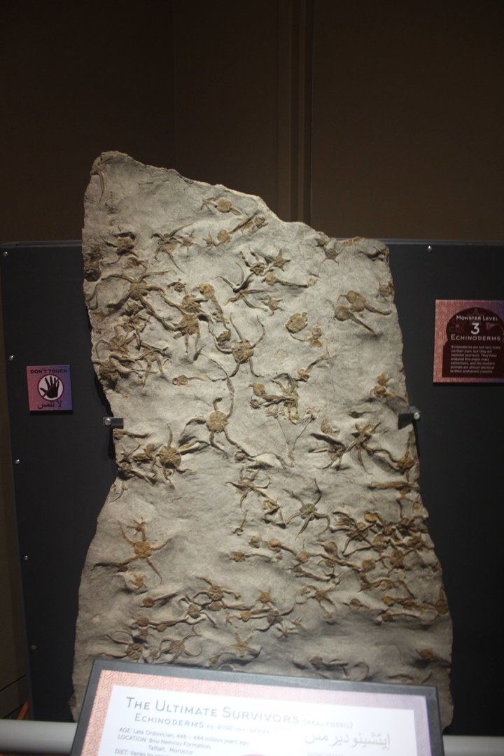 Saharan Sea Monsters