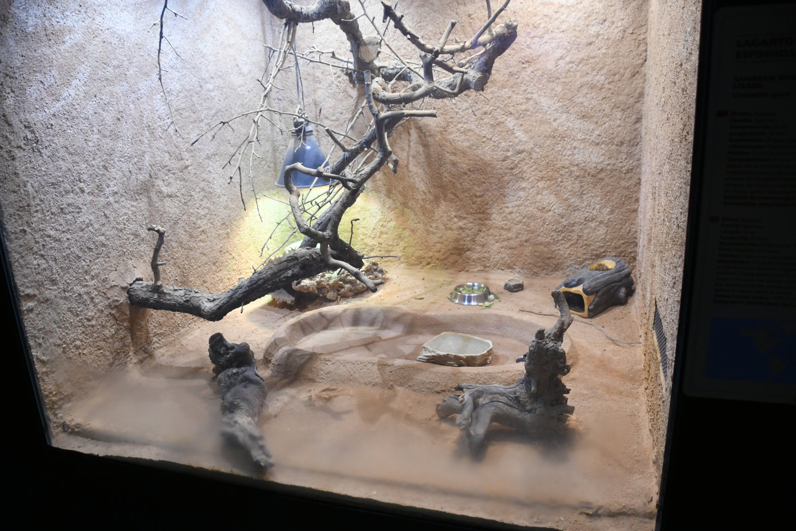 Saharan Spiny-tail Lizard tank (Reptile House)