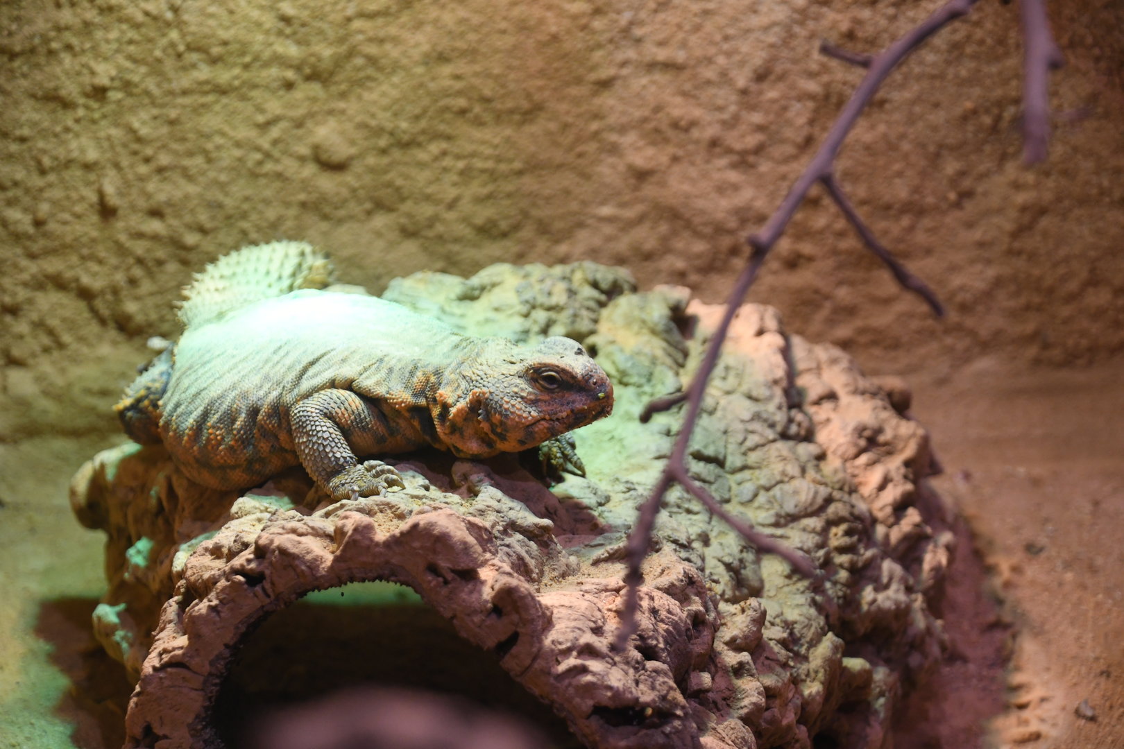 Saharan Spiny-tail Lizard