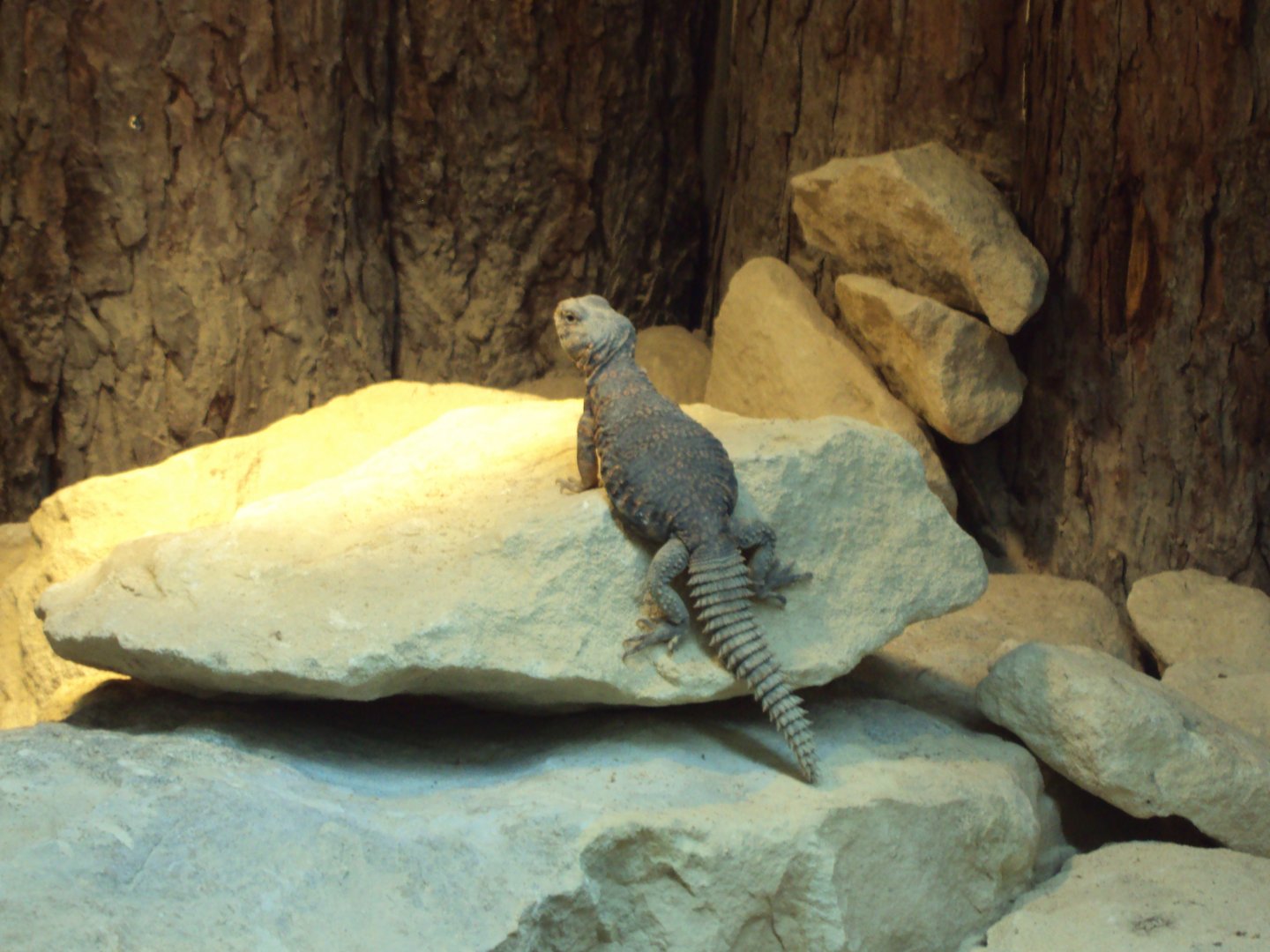Saharan Spiny-tailed Lizard 02/06/2019