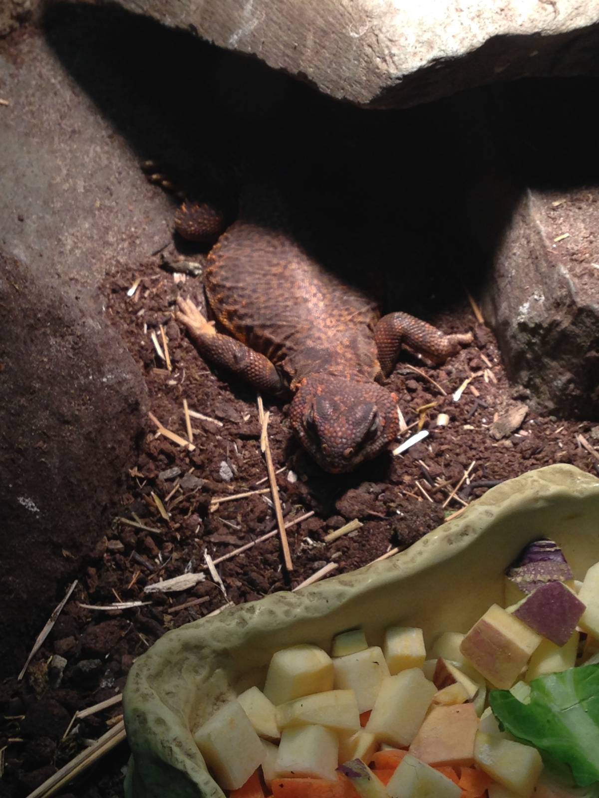 Saharan Spiny-tailed Lizard at Tropical World - 02/10/2013