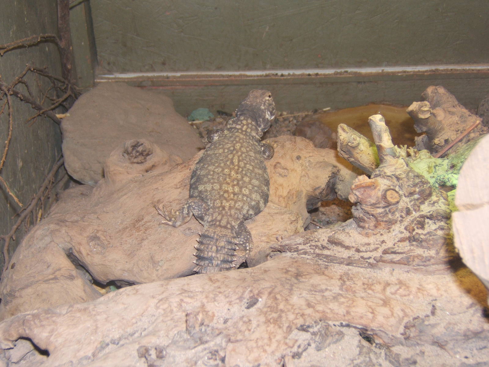 Saharan Spiny-tailed Lizard (Uromastyx geyri)