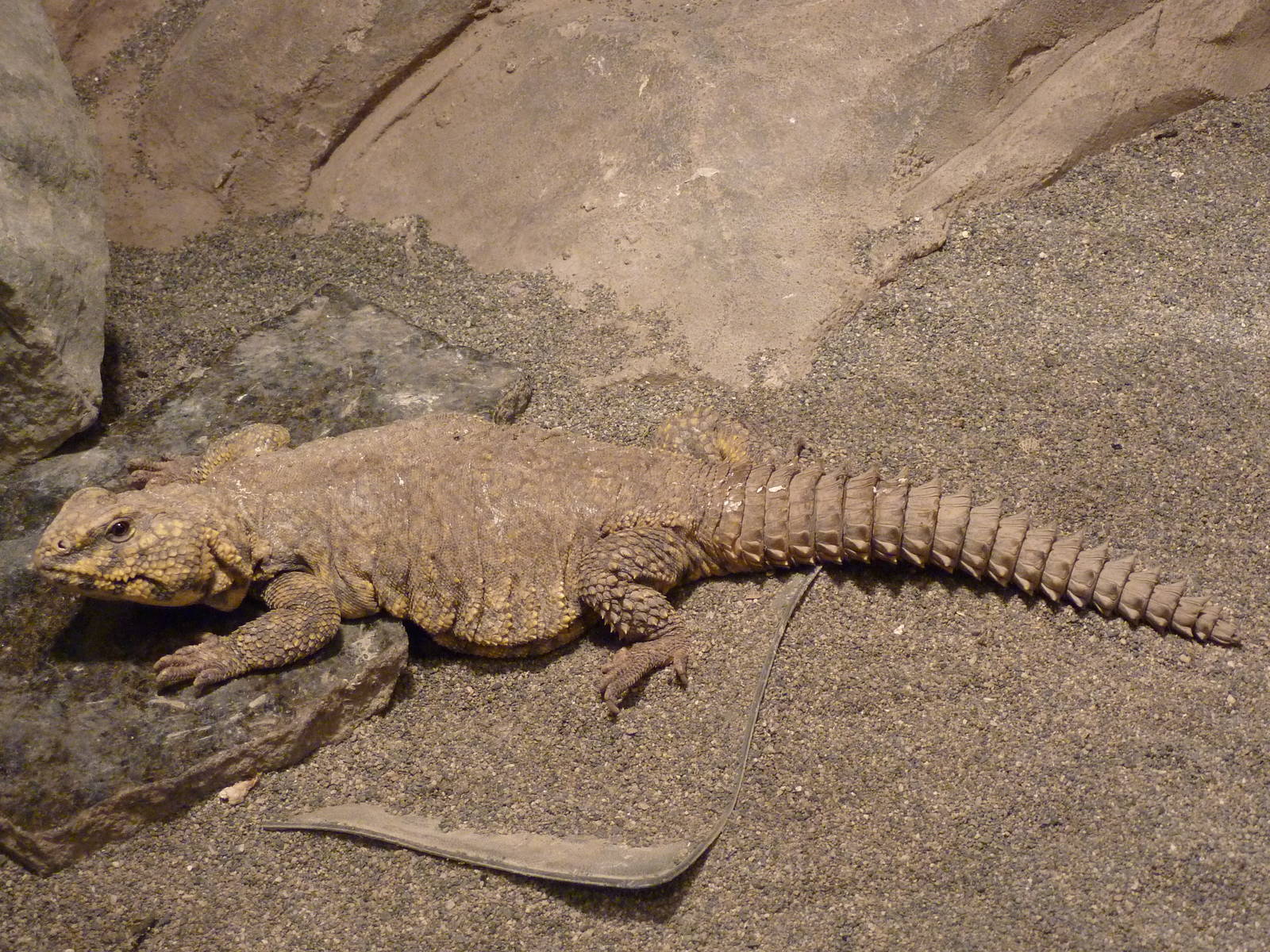 Saharan Spiny-Tailed Lizard
