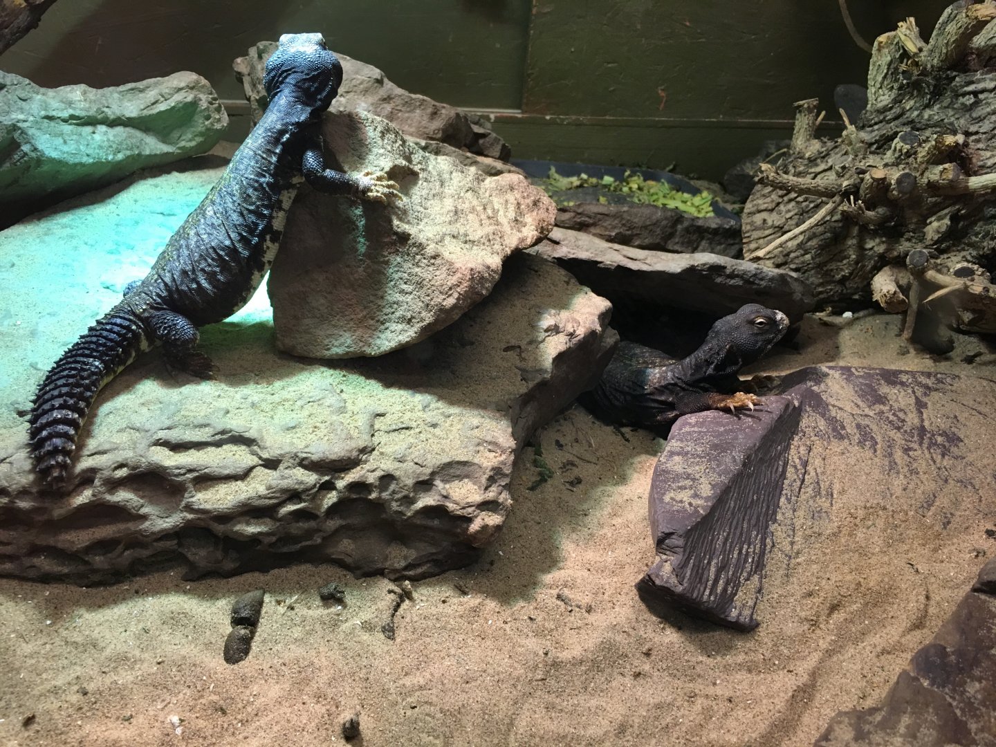 Saharan spiny-tailed lizards 040817