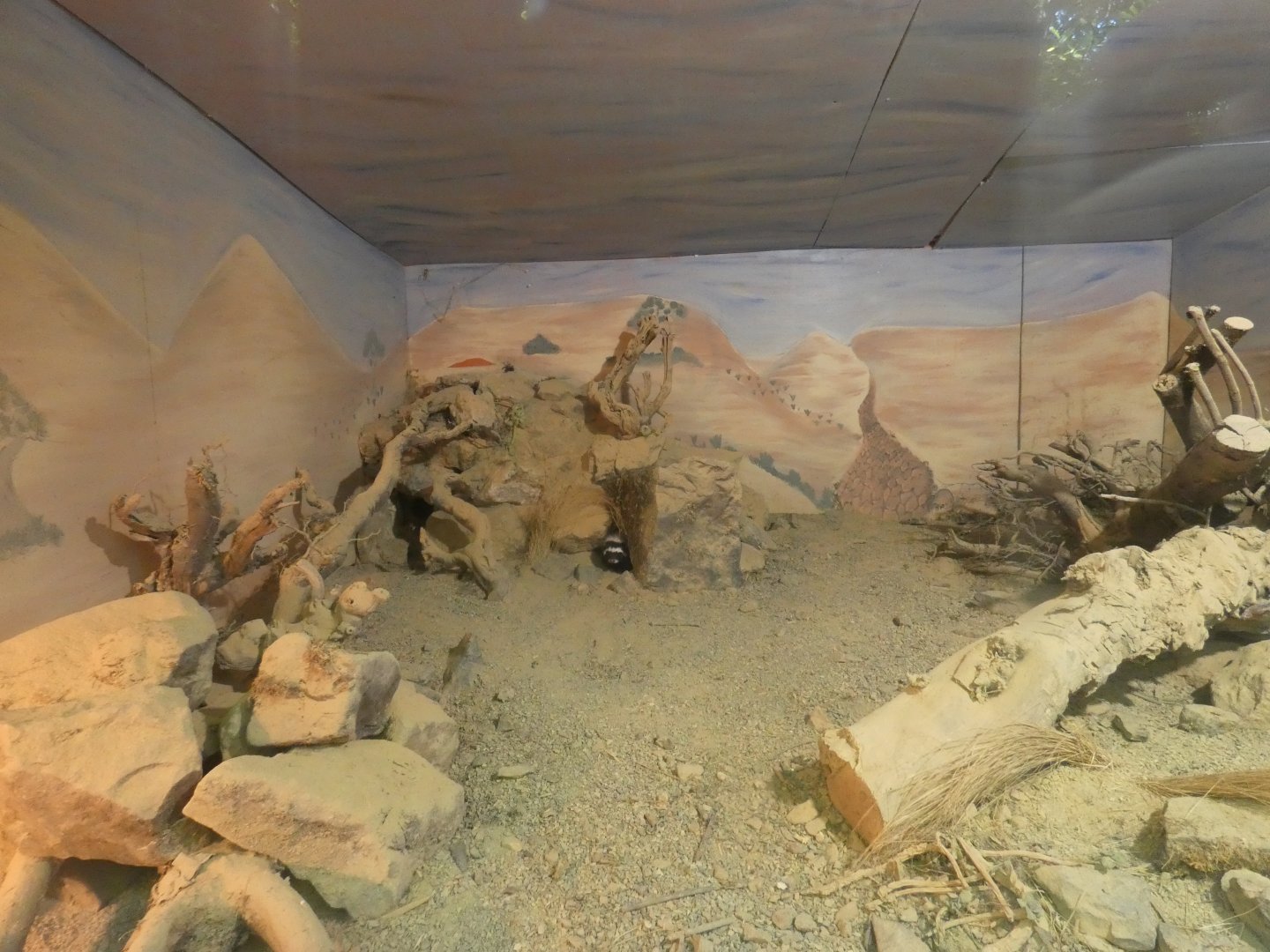 Saharan striped polecat enclosure