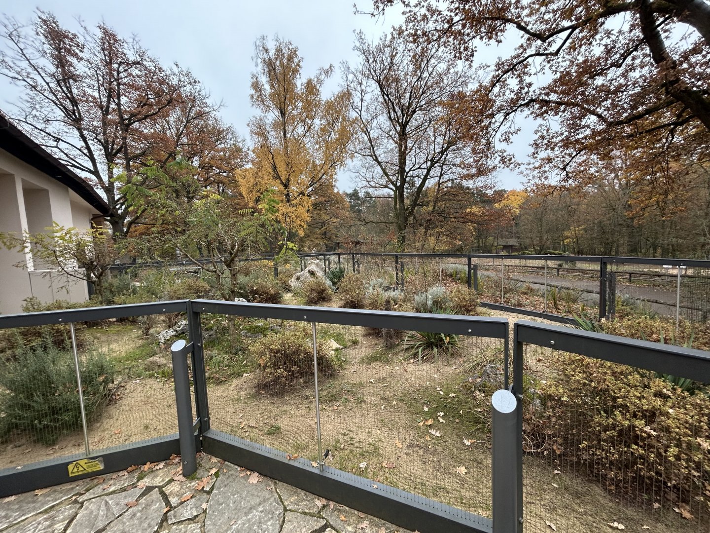 Saharan Striped Polecat Exhibit