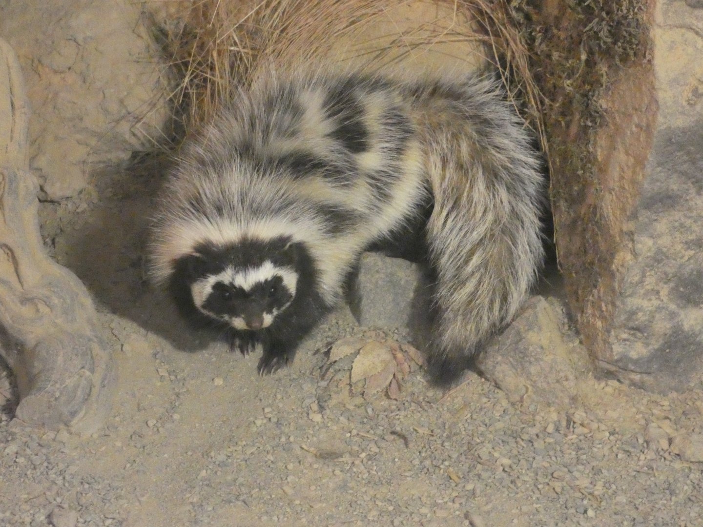 Saharan striped polecat full body