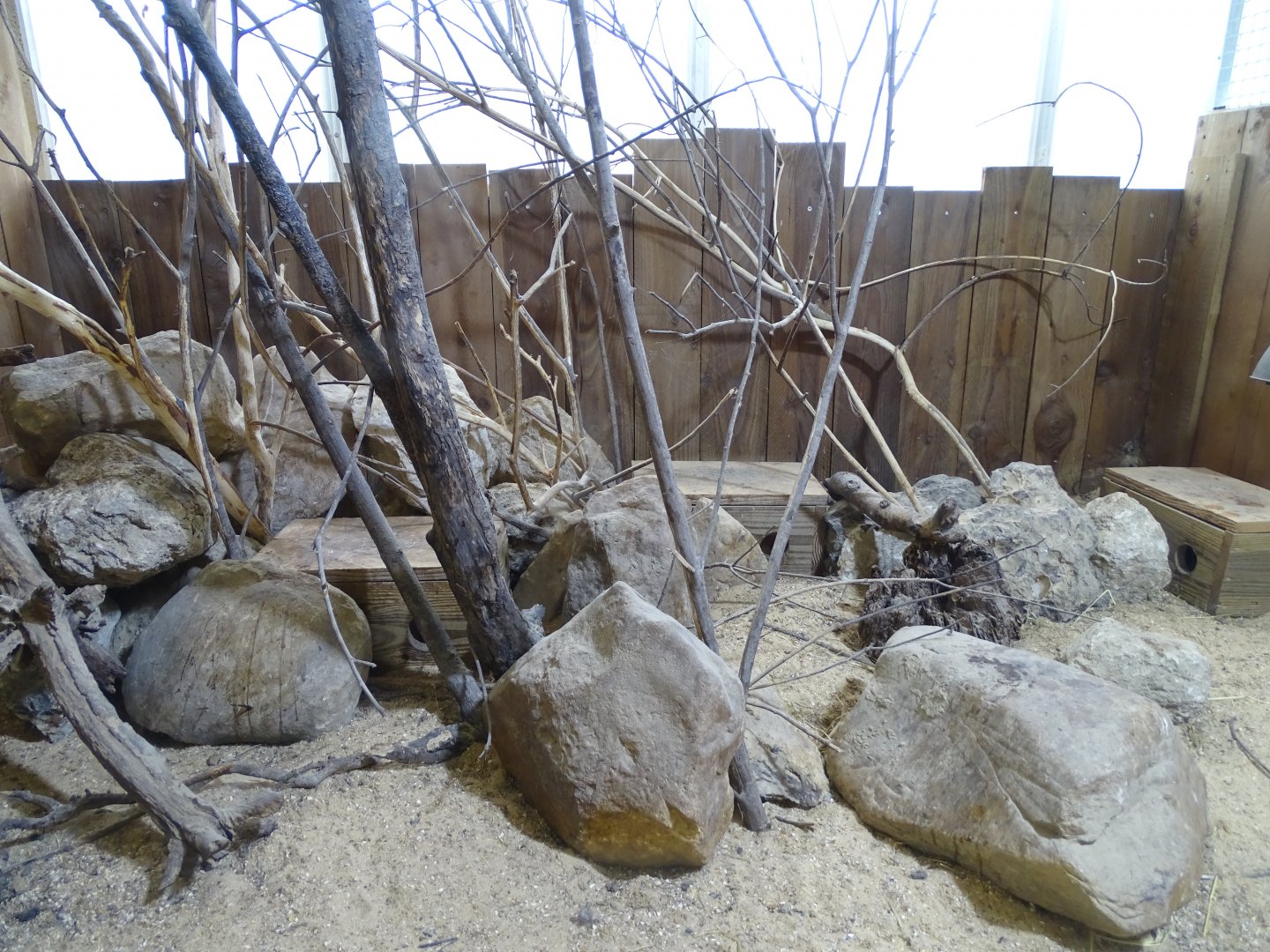 Saharan striped polecat (Ictonyx libycus) indoor exhibit