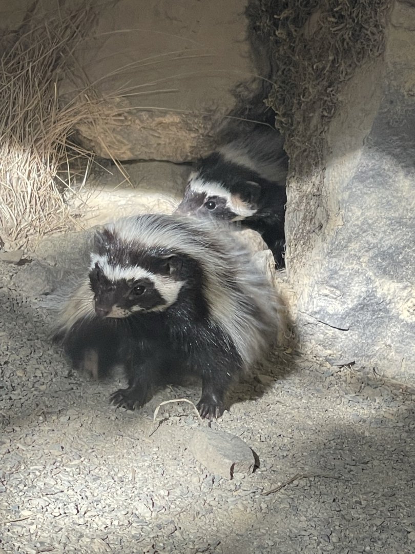 Saharan striped polecat (Ictonyx libycus) - Welsh owl garden