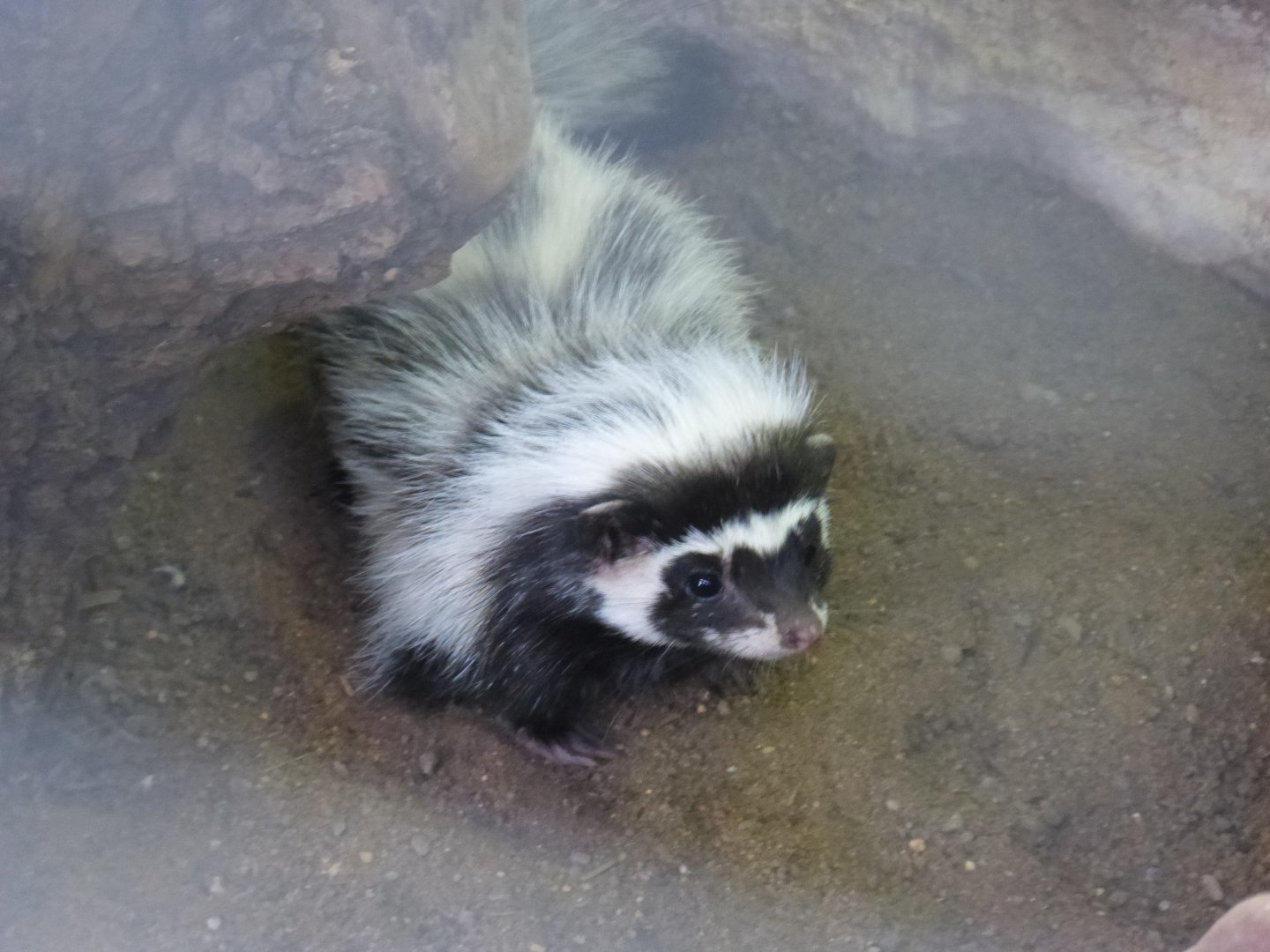 Saharan striped polecat (Ictonyx libycus)