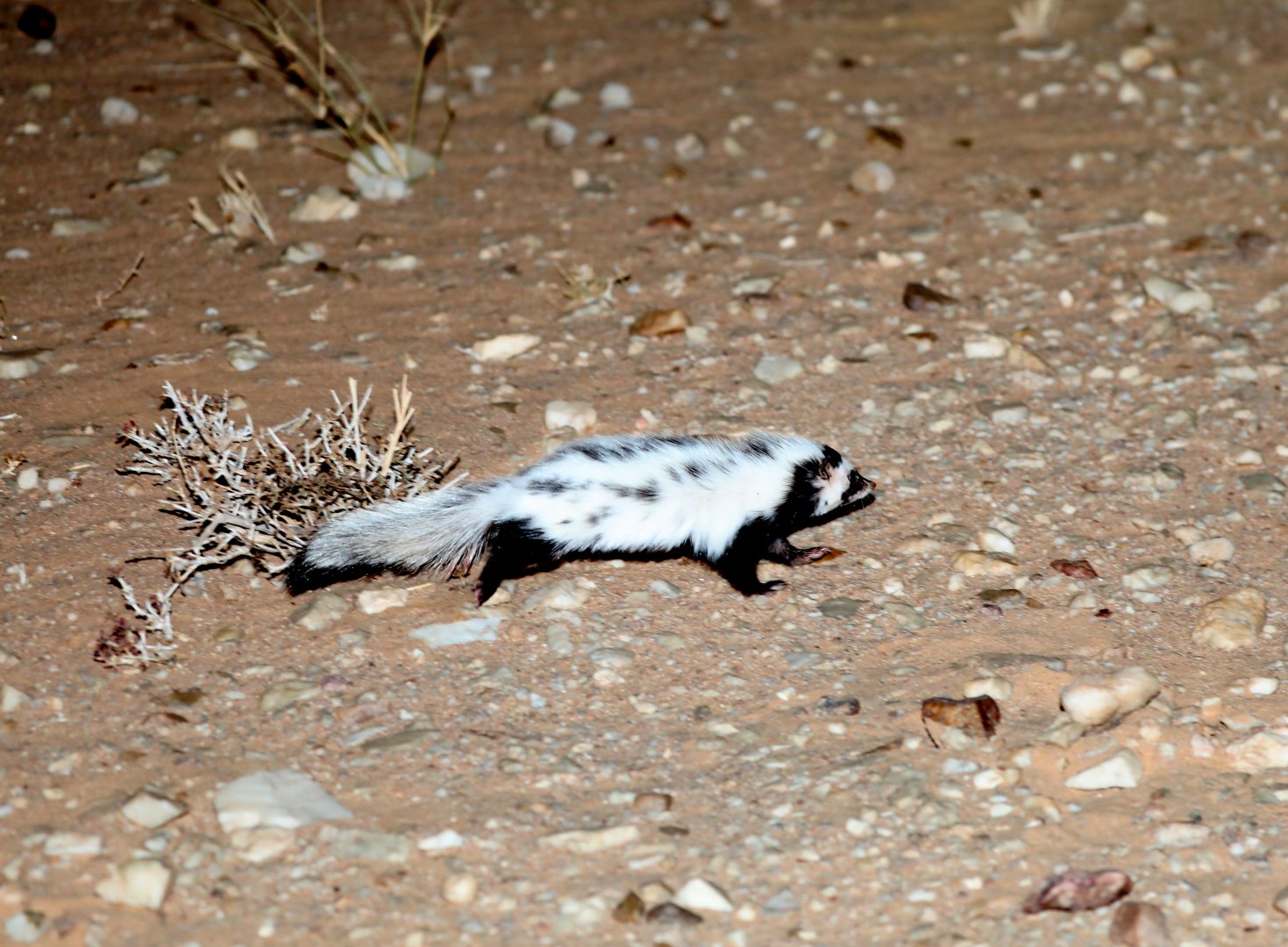 Saharan striped polecat (Ictonyx libycus)