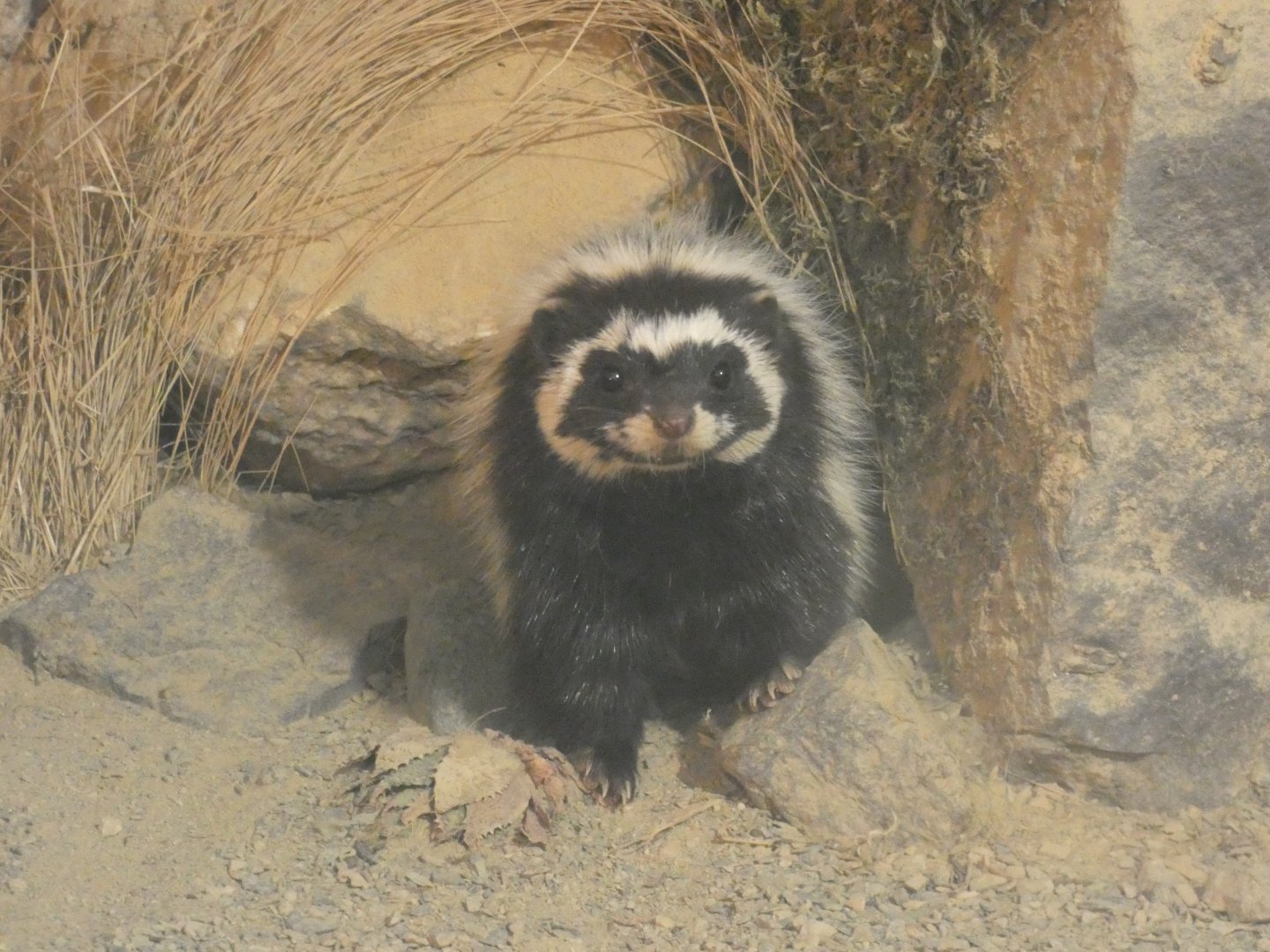 Saharan striped polecat peeping