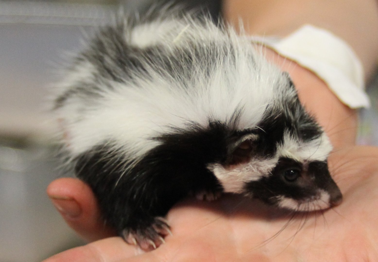 Saharan striped polecat