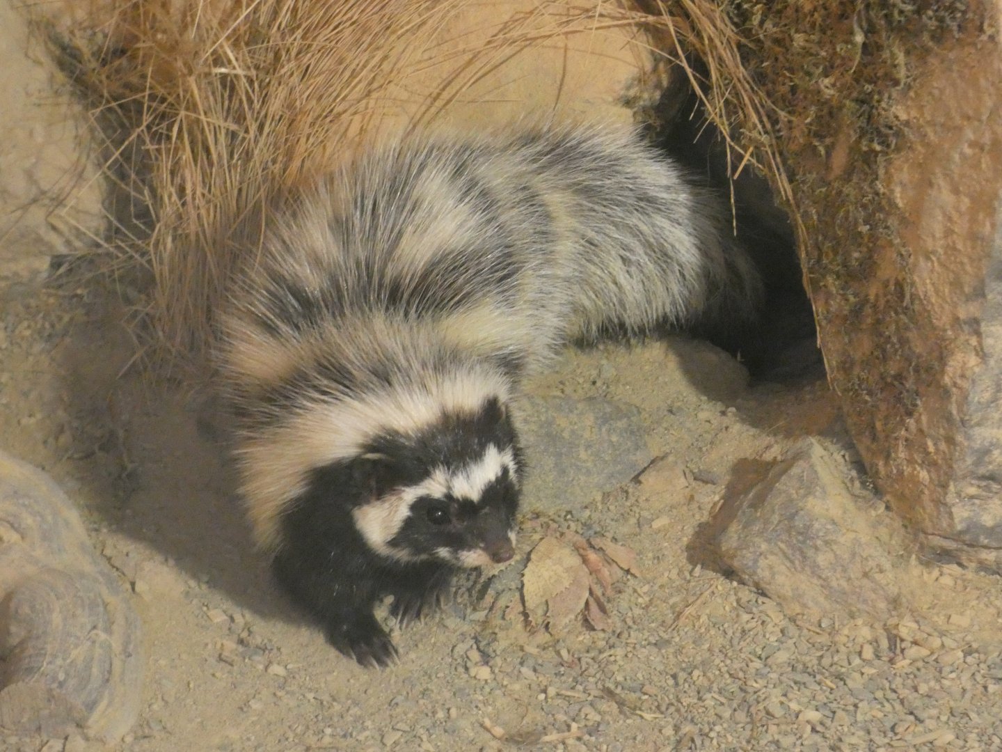 Saharan striped polecat