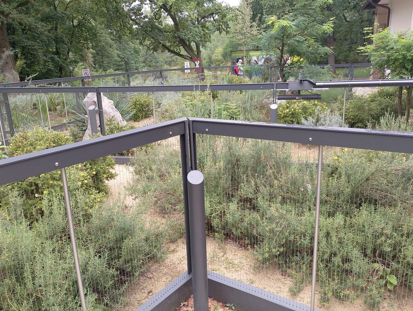 Saharan striped weasel enclosure