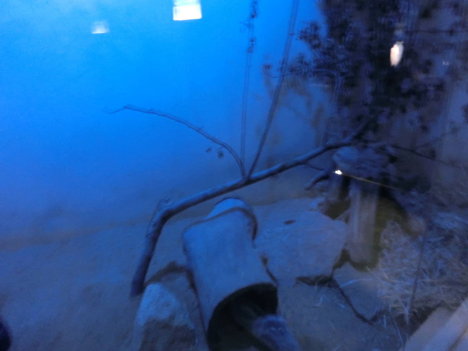 saharan striped weasel exhibit