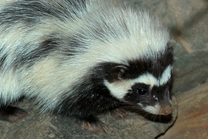 Saharan Striped Weasel (Ictonyx l. libycus)