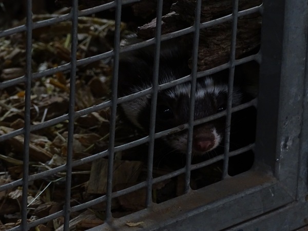 Saharan striped weasel (Ictonyx libycus libycus)