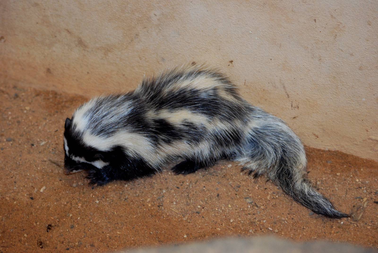 Saharan Striped Weasel (or Polecat) at Pilsen, 31/08/12
