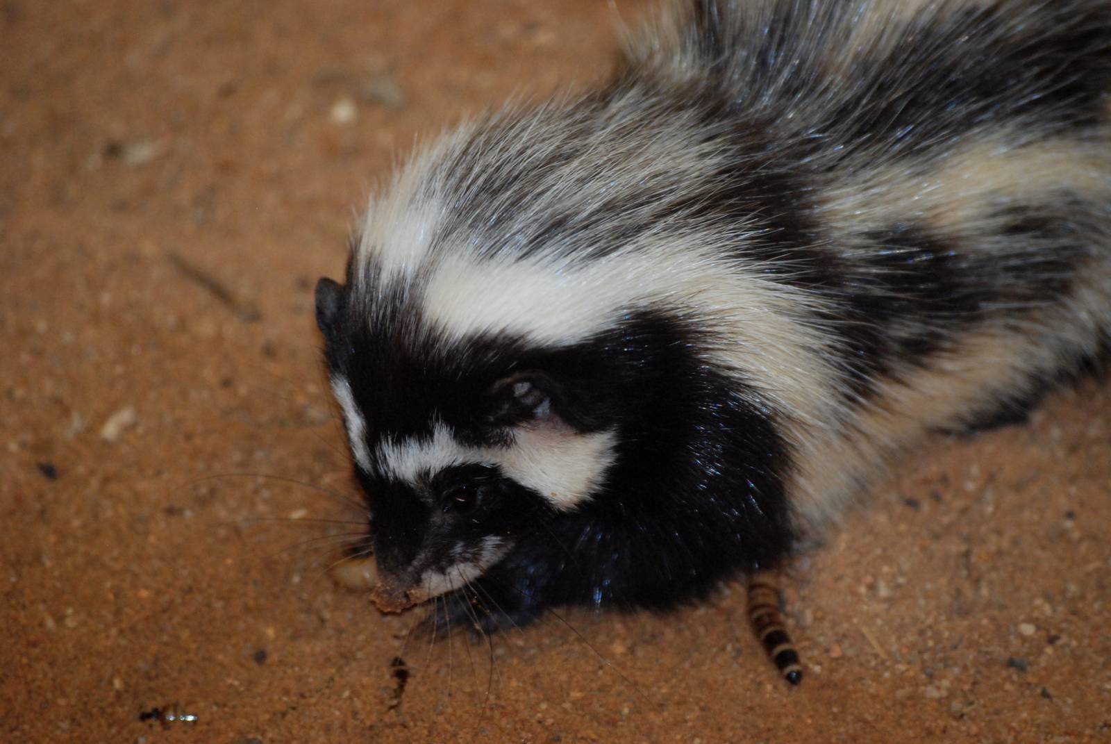 Saharan Striped Weasel (or Polecat) at Pilsen, 31/08/12