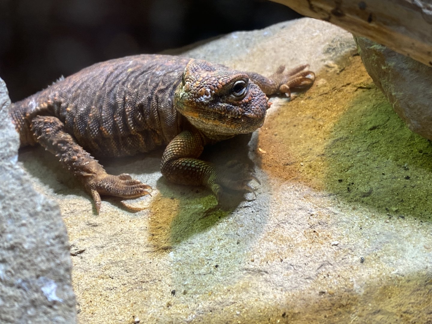 Saharan uromastyx 260124