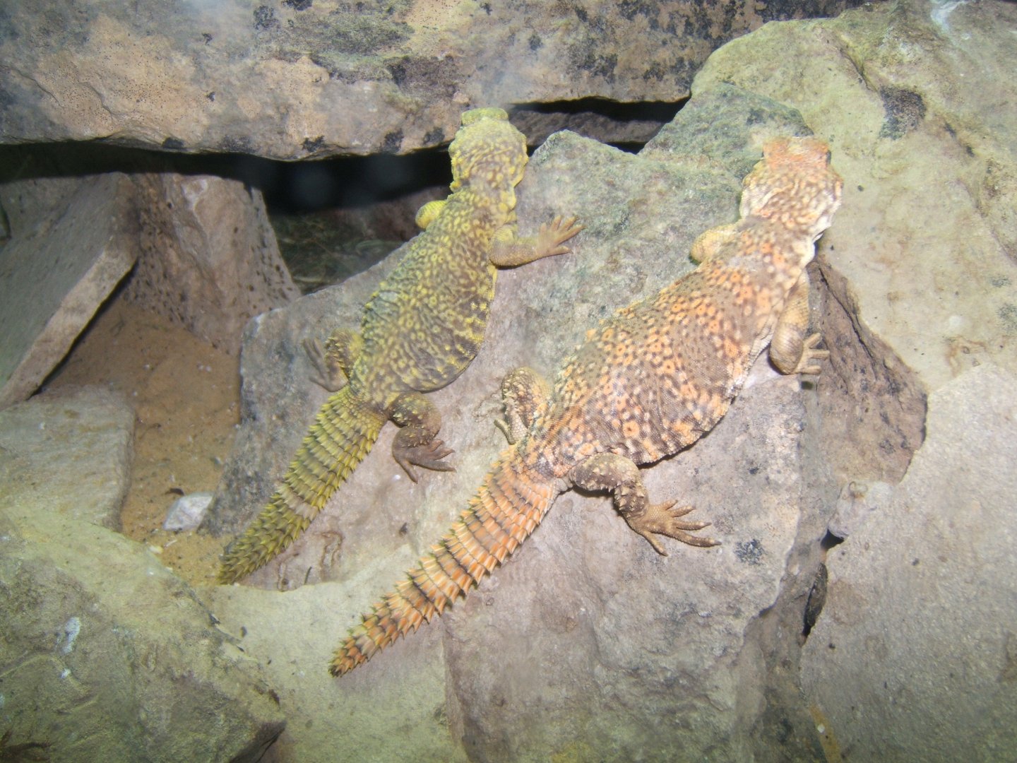 Saharan Uromastyx 29/07/2017