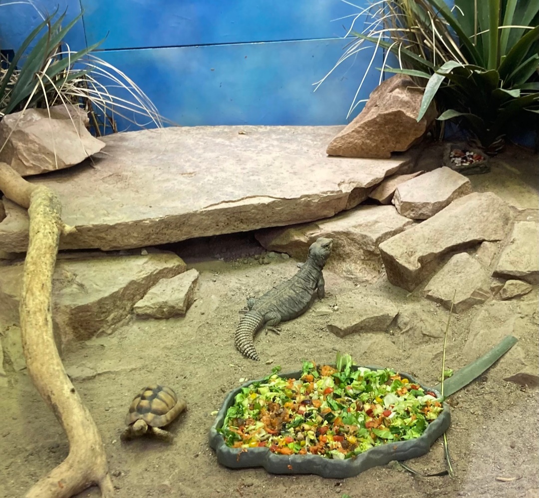 Saharan Uromastyx and Egyptian tortoise (3/3/24)
