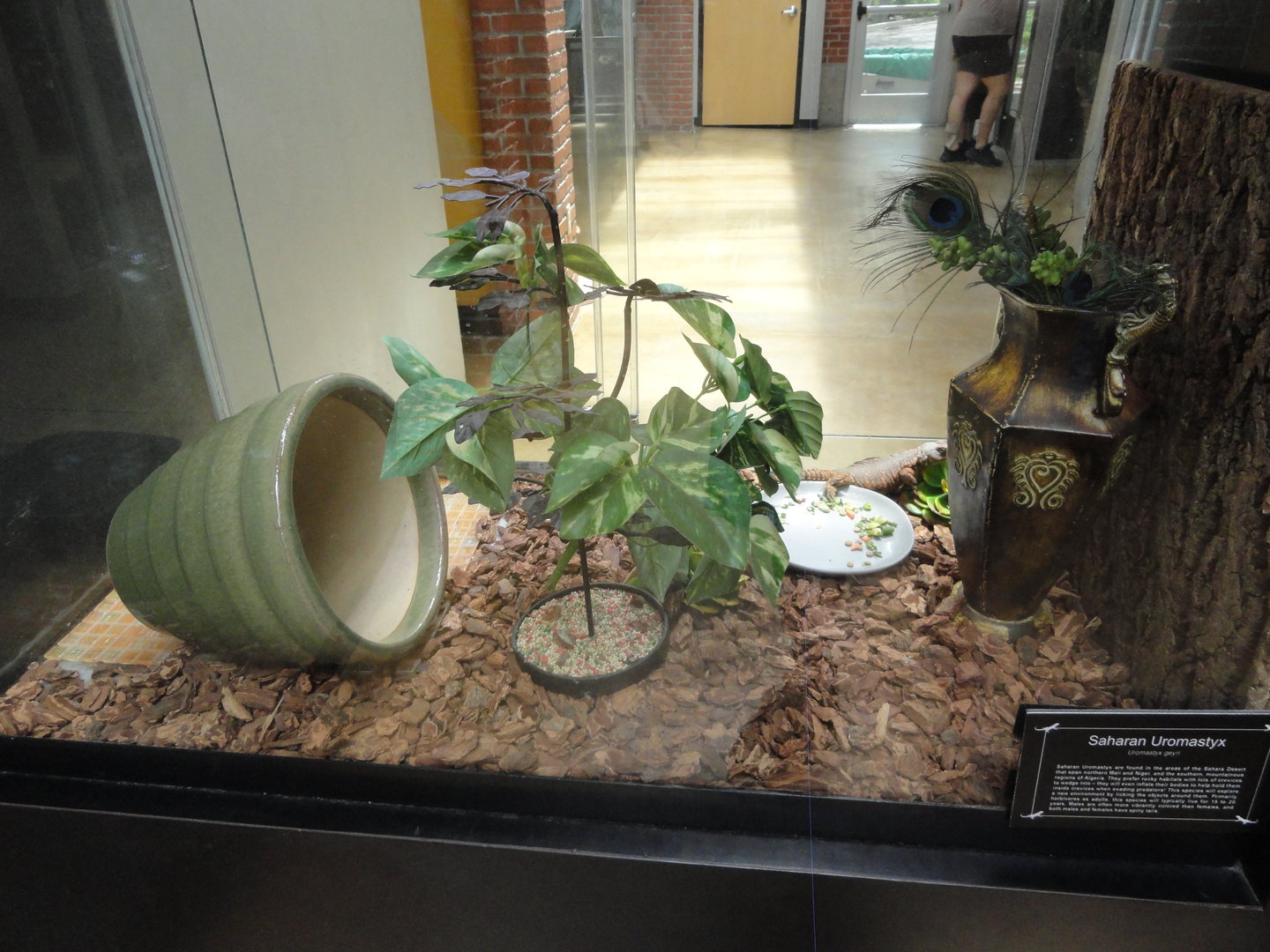 Saharan Uromastyx Exhibit