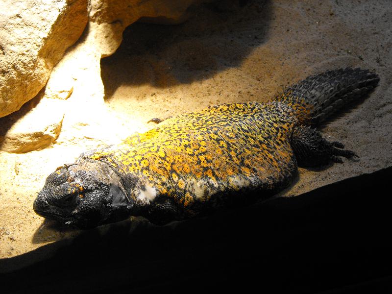 Saharan Uromastyx (Uromastyx geyri)