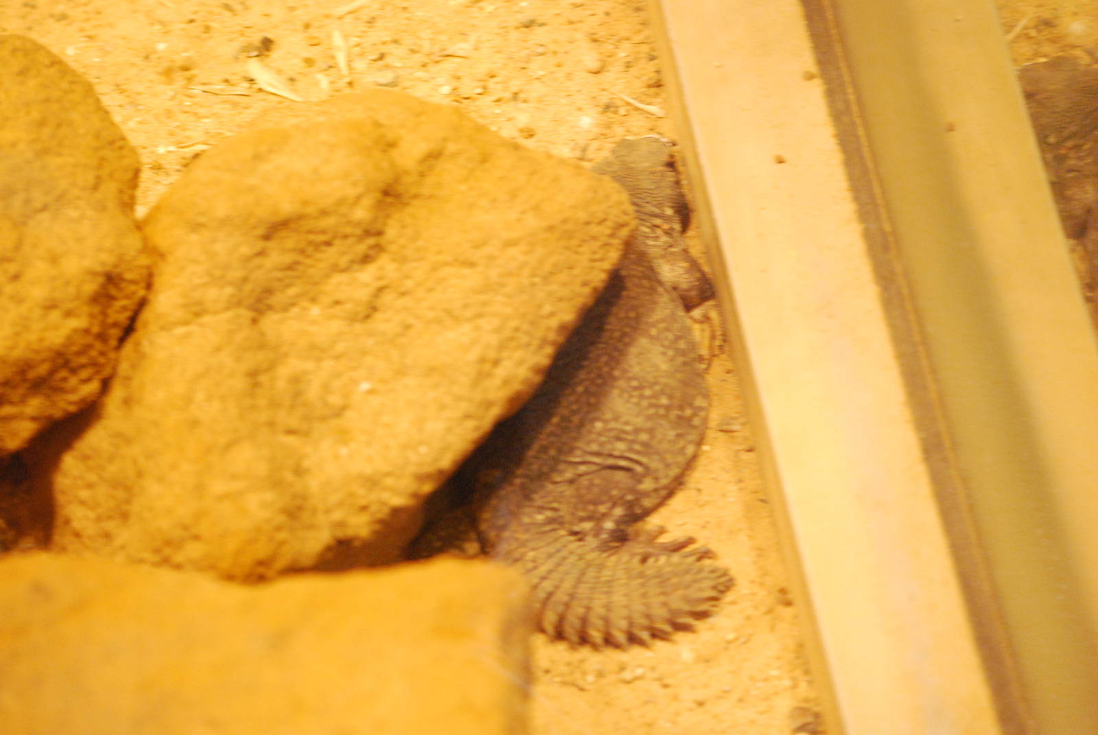 Saharan uromastyx