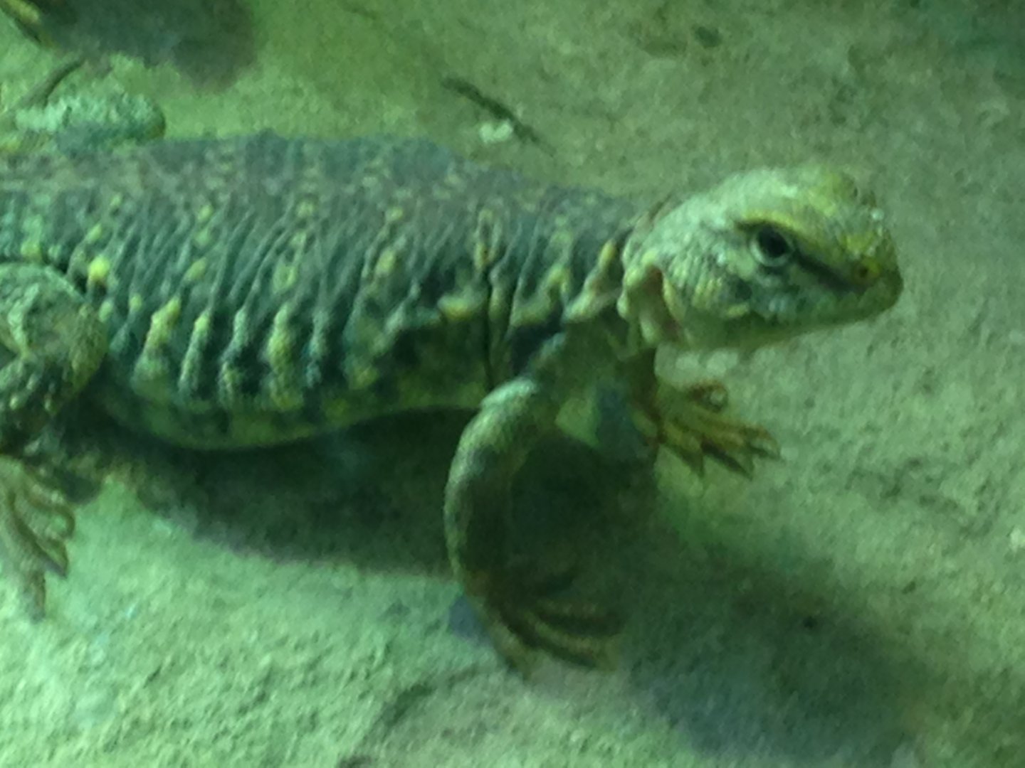 Saharan Uromastyx