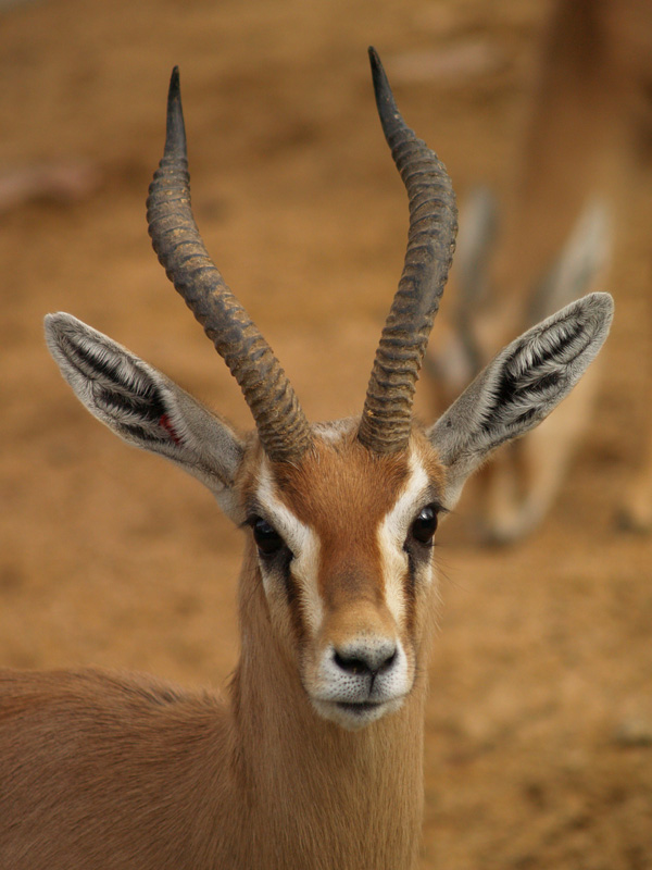 Saharawi dorcas gazelle - Zoo Barcelona