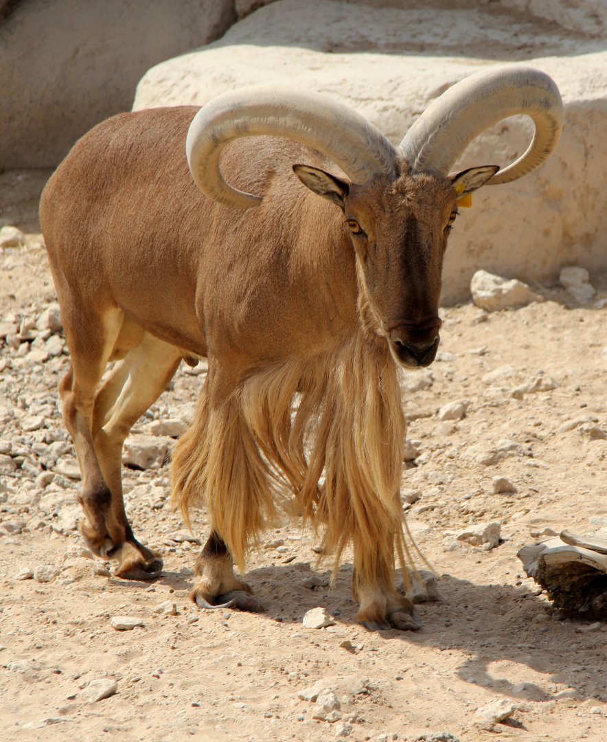 Saharian barbary sheep (Ammotragus lervia sahariensis)