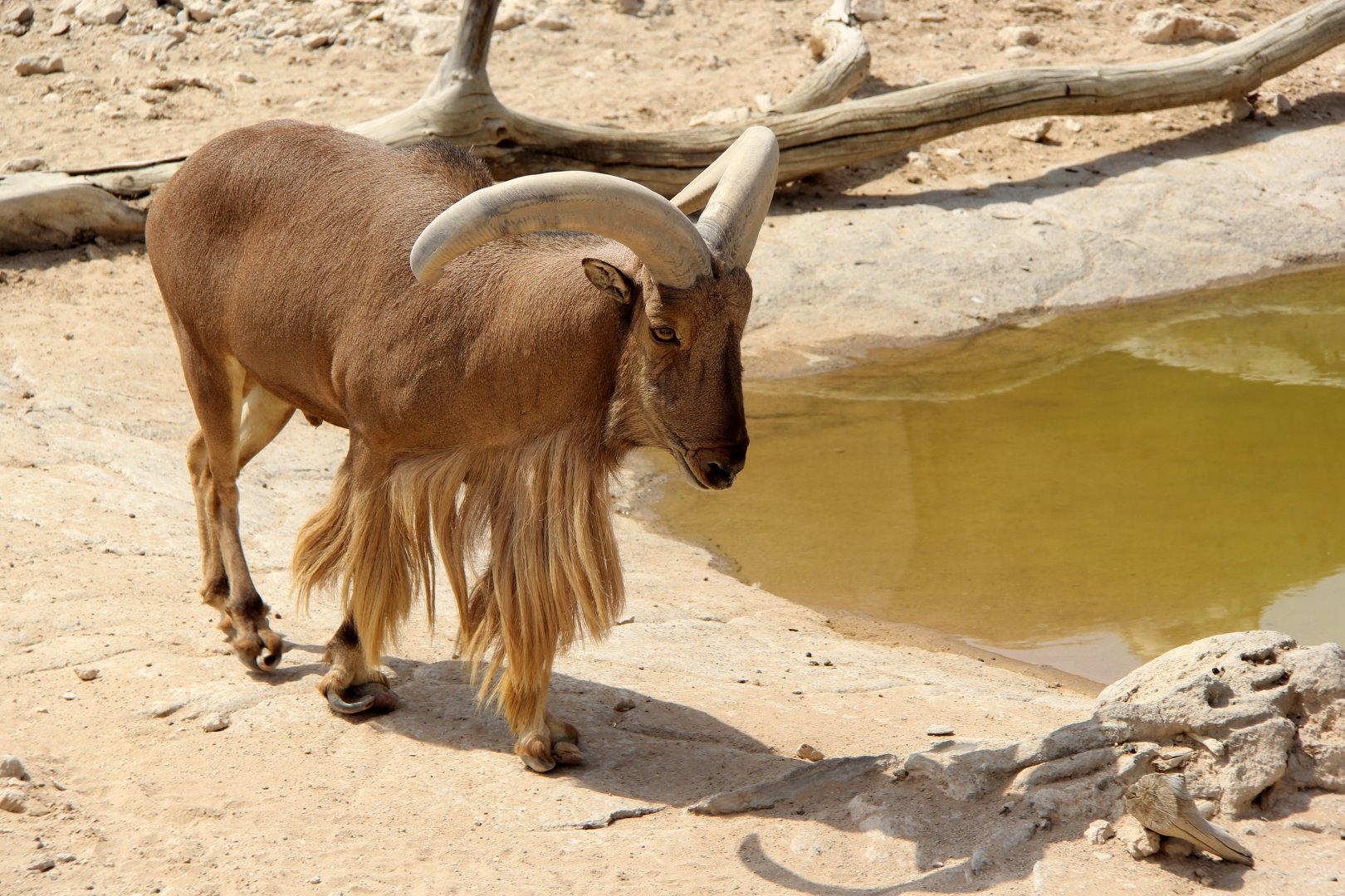 Saharian barbary sheep (Ammotragus lervia sahariensis)