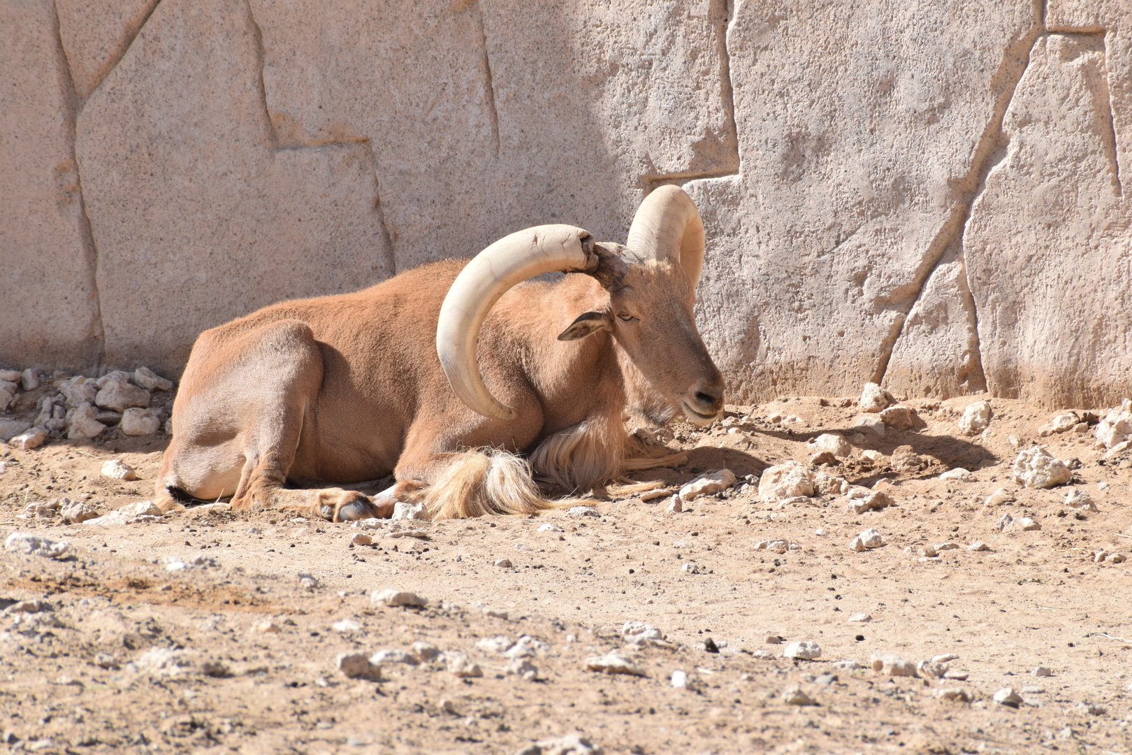Saharian Barbary Sheep