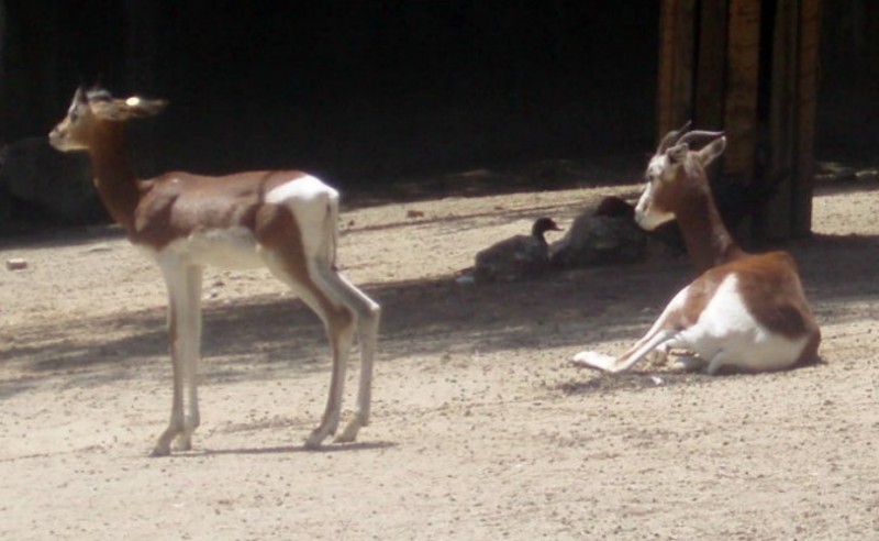 Saharian Gazelle (Gazella (Nanger) dama)