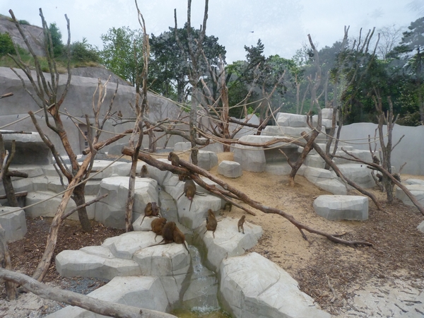 Sahel; Baboon enclosure