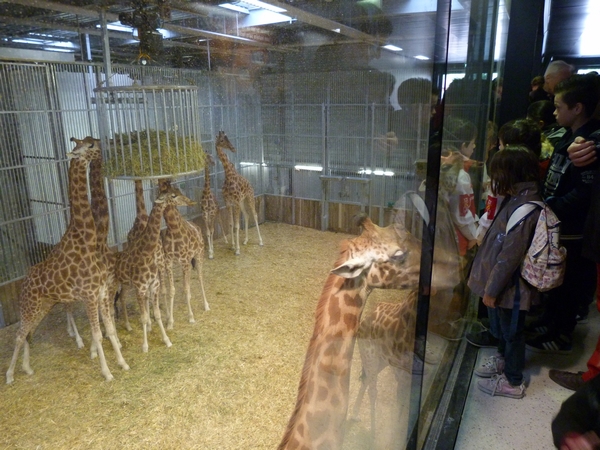 Sahel; Giraffe indoor enclosure