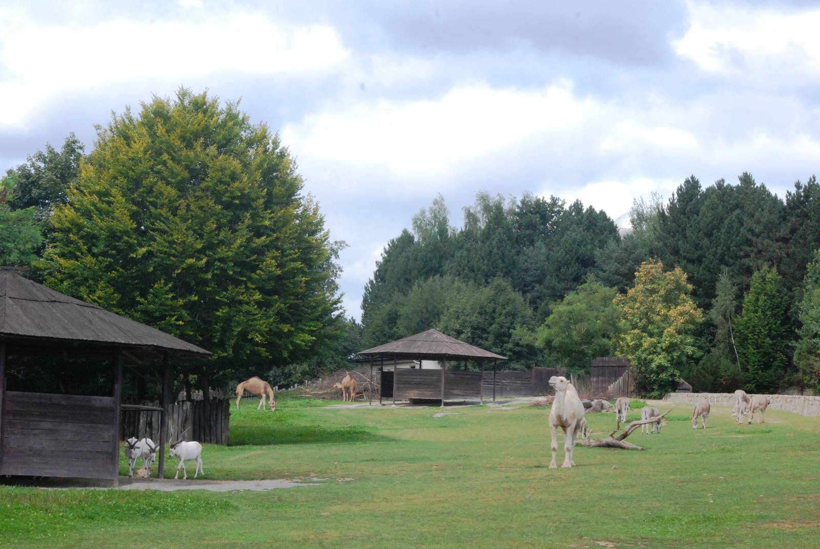 Sahel Paddock at Dvur Kralove, 27/08/12