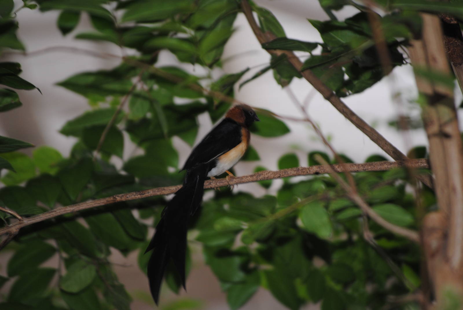 Sahel Paradise-Whydah (Vidua orientalis aucupum)